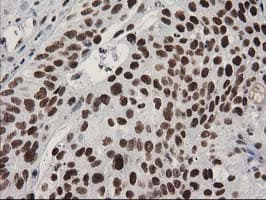 LENG1 Antibody (clone OTI10A7)