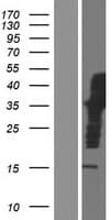 Human IQCJ Protein (Over-Expression Lysate Myc-DDK (Flag))