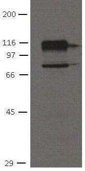 CDH11 / Cadherin 11 Antibody (clone 16G5)