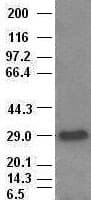 HHEX / HEX Antibody (clone OTI4B7)