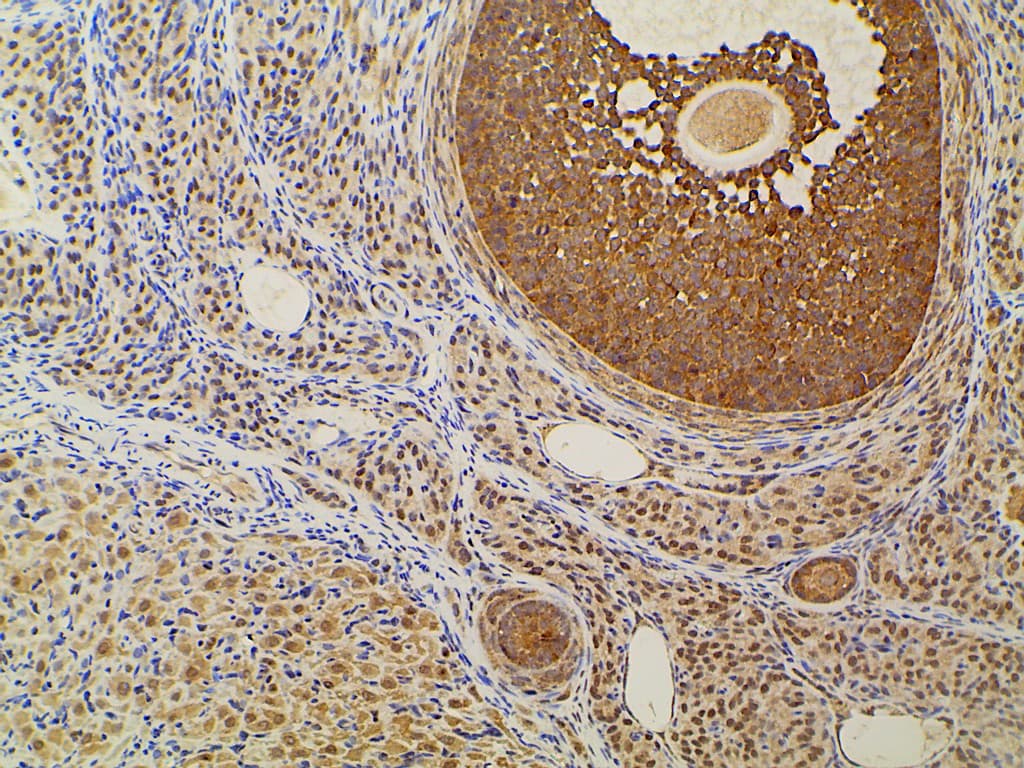 EFNB2 / Ephrin B2 Antibody
