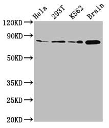 MKLN1 / Muskelin Antibody