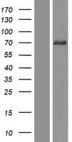 FRMD1 Protein (Over-Expression Lysate Myc-DDK (Flag))