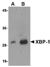 IHC-plus™ Monoclonal Mouse anti-Human XBP1 Antibody (clone 9B7E5, IHC, IF, WB)