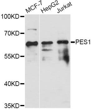 PES1 Antibody