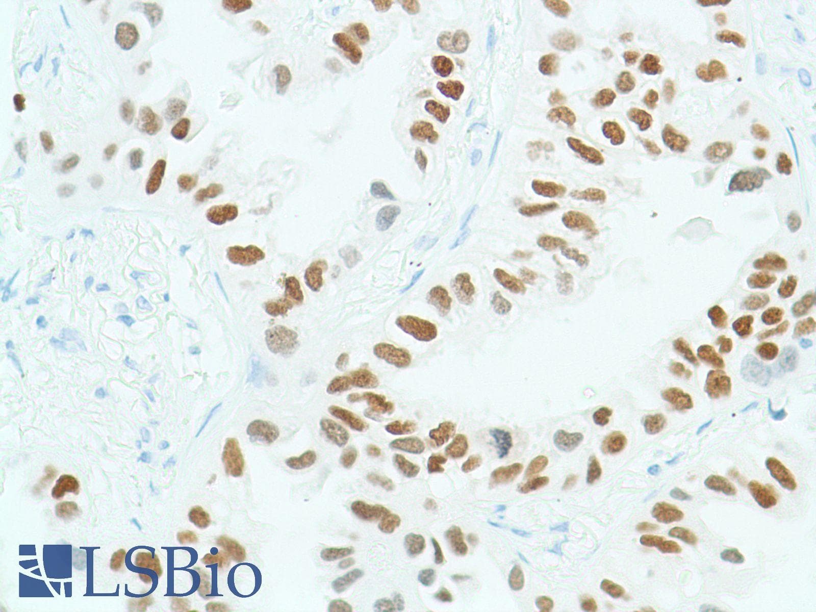 SOX2 Antibody (N-Terminus, clone SP76)