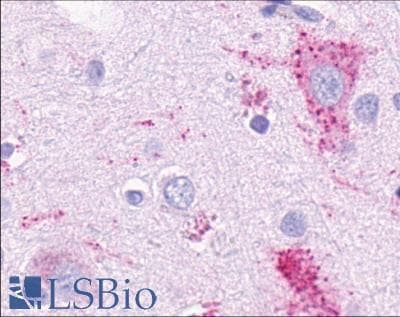 PathPlus™ GPR4 Antibody (C-Terminus)