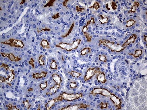 ANPEP / CD13 Antibody (aa668-967, clone 2F10, Carrier-free)