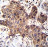 GDF9 / GDF-9 Antibody (aa80-109)