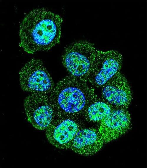 RACGAP1 / MGCRACGAP Antibody (aa23-50)