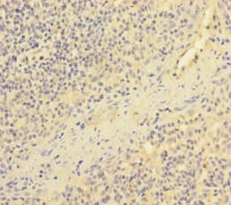 ESAM Antibody