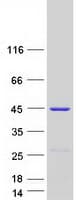 Human LANCL1 Protein (Recombinant Myc-DDK (Flag))