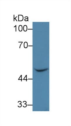 BMP7 Antibody (aa30-431)