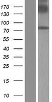GGT7 Protein (Over-Expression Lysate Myc-DDK (Flag))