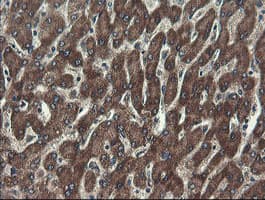 UBE2J1 Antibody (clone OTI3E6)