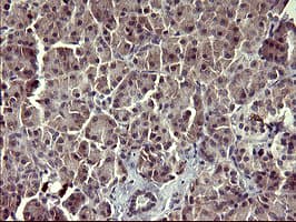 ARG2 / Arginase 2 Antibody (clone 3G5, Carrier-free)