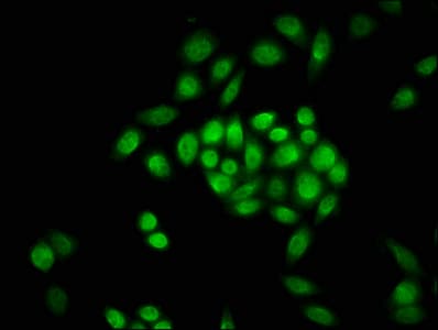 Polyclonal Rabbit anti-Human HIST1H3A Antibody (IF, WB)