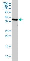 Monoclonal Mouse anti-Human EF1G / EEF1G Antibody (clone 3F11-1A10, IF, WB)