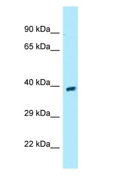 Polyclonal Rabbit anti-Human GPR68 / OGR1 Antibody (aa153-202, WB)