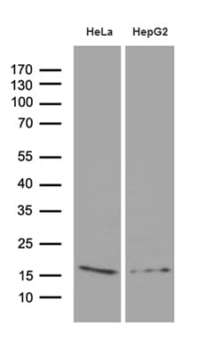PRDX5 / Peroxiredoxin 5 Antibody (clone OTI3A1, Carrier-free)