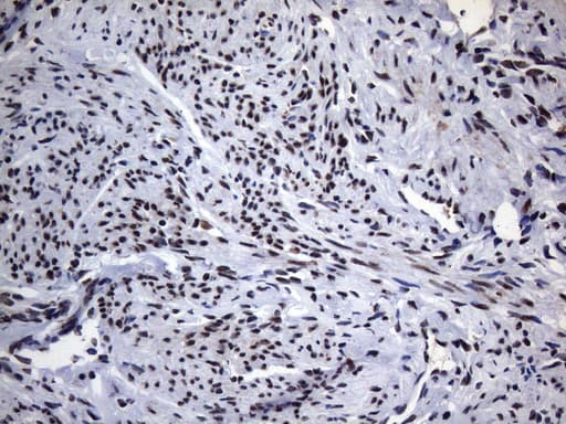 HnRNP A0 Antibody (aa139-183, clone OTI8H8)