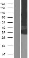 KCNK16 / TALK-1 Protein (Over-Expression Lysate Myc-DDK (Flag))