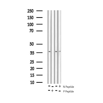 AP-1 / JUND Antibody (phospho-Ser255)