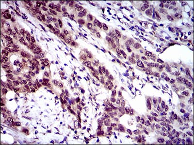 Monoclonal Mouse anti-Human NCLN Antibody (clone 9C8G10, aa249-405, IHC, IF, WB)