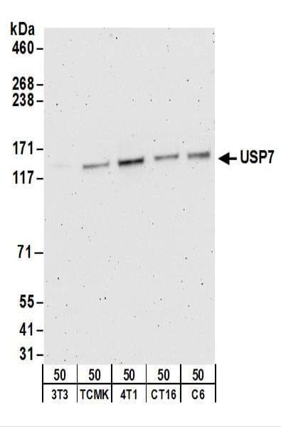 IHC-plus™ USP7 / HAUSP Antibody (aa1050-C-term)