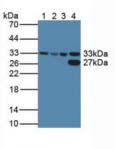 CDK2 Antibody (aa94-198, APC)
