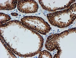 FXYD3 Antibody (clone OTI4E3, Carrier-free)