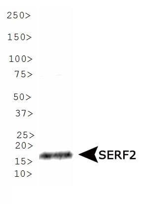 IHC-plus™ SERF2 Antibody