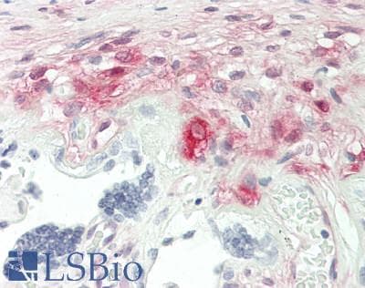 IHC-plus™ NNMT Antibody (clone 2A3)