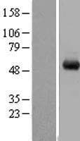 WDR1 Protein (Over-Expression Lysate Myc-DDK (Flag))
