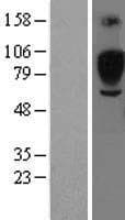 SIGLEC5 / CD170 Protein (Over-Expression Lysate Myc-DDK (Flag))