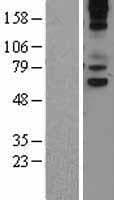Human VNN1 Protein (Over-Expression Lysate Myc-DDK (Flag))
