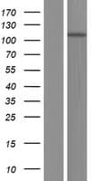 MYO1D Protein (Over-Expression Lysate Myc-DDK (Flag))