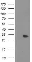 MYD88 Antibody (clone OTI1A10)