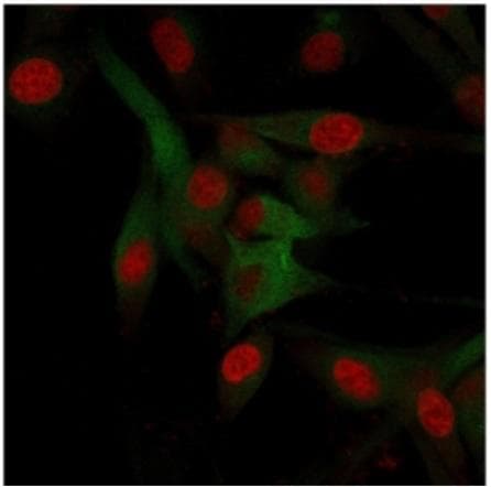 IHC-plus™ CD68 Antibody (clone C68/684, Azide-free, BSA-free)