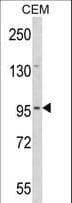 Polyclonal Rabbit anti-Human DZIP1 Antibody (aa568-596, IHC, WB)