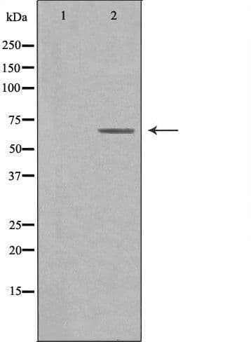 CSRNP3 Antibody