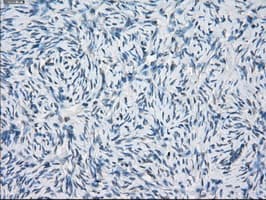 GBP2 Antibody (clone OTI4E7, Carrier-free)
