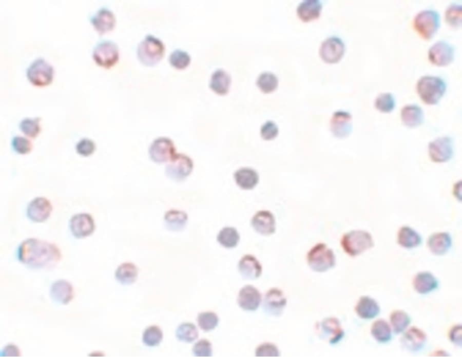 IHC-plus™ APCL / APC2 Antibody
