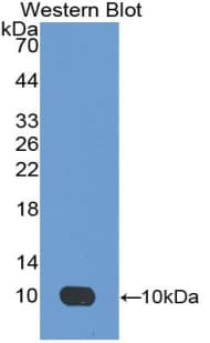 Apelin Antibody (aa24-77, Biotin)