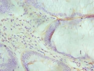 ALKBH1 / ALKB Antibody (aa110-389)