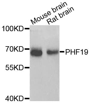 PHF19 Antibody