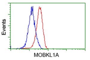 MOB1B / MOBKL1A Antibody (clone OTI1H8, Carrier-free)