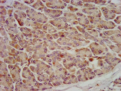 OCC1 Antibody