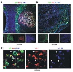 TLR3 Antibody (phospho-Tyr759)
