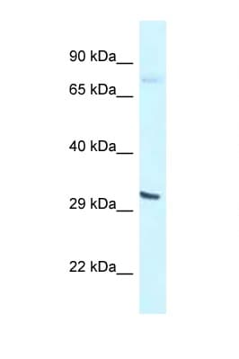 Polyclonal Rabbit anti-Rat BHLHE41 / BHLHB3 / SHARP1 Antibody (N-Terminus, WB)